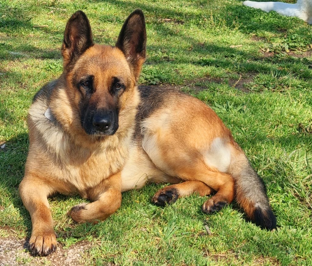 Mes chiens disparu 