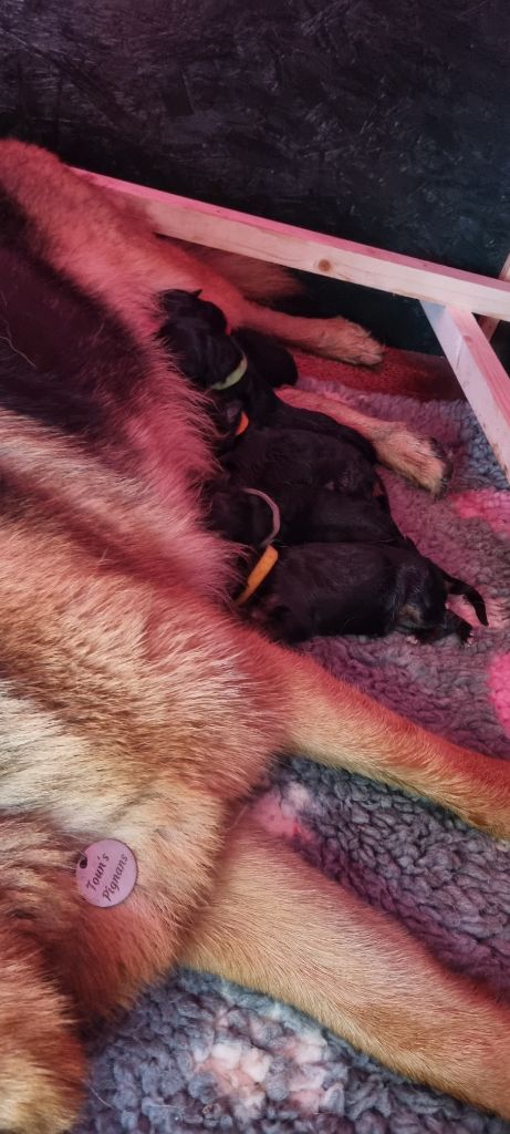 Chiot Berger Allemand Des Bergers Des Maures