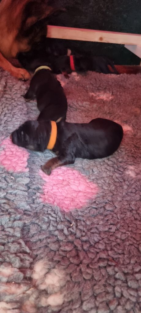 Des Bergers Des Maures - Chiots disponibles - Berger Allemand