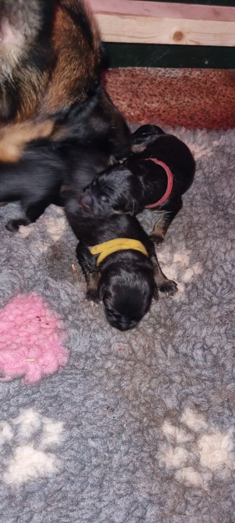 Des Bergers Des Maures - Chiots disponibles - Berger Allemand