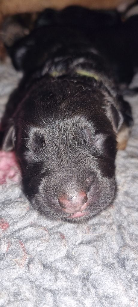 Des Bergers Des Maures - Chiots disponibles - Berger Allemand