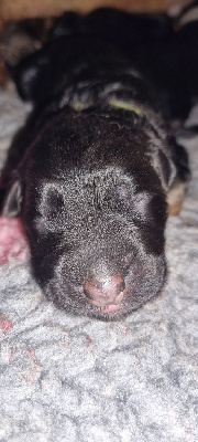 CHIOT