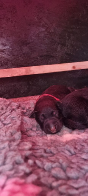 CHIOT